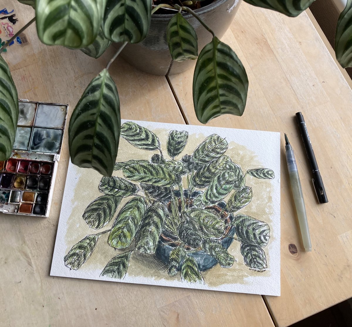 Spent the morning drawing our #prayerplant and it felt very therapeutic. The strong sunshine this morning just couldn’t be wasted. Back to commissions this afternoon though 😊👍
#workbalance #specialmoments #drawingtorelax

I run a nature workshop like this at <a href="/creativearienas/">Arienas Collective</a> ❤️