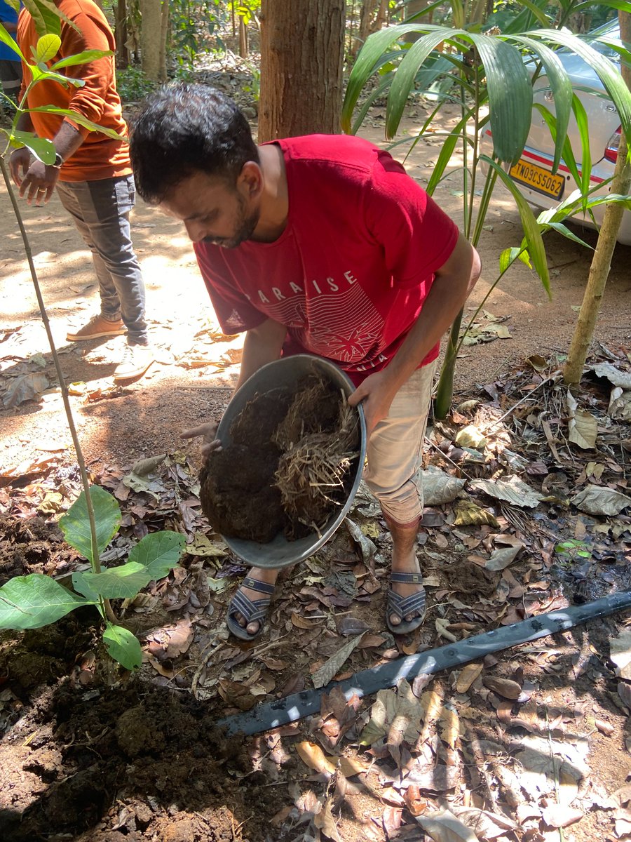 firstsource's tweet image. Firstsourcers from Chennai, India showed their support for small-scale farmers by participating in a weekend farming activity! They learned all about #organicfarming techniques, during the fertilizing and mulching of 150 pepper saplings 🌱🌾#CommunityOutreach #ESGatFirstsource