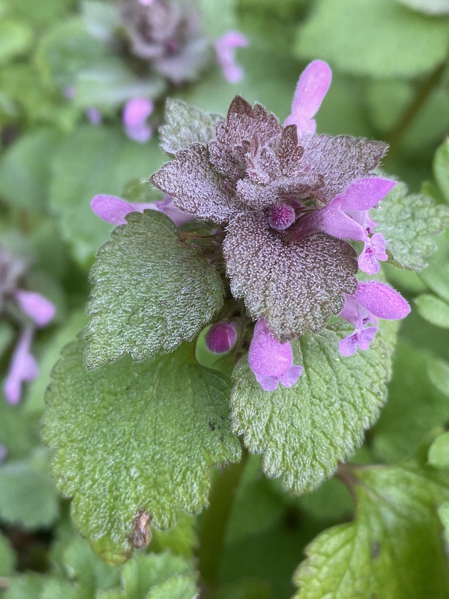 RushforthMike's tweet photo. Winter weather is being slow to release its grip this year, but today the air seems different, the light is different, a few more days like this & spring will burst forth putting winter very much into the past. Happy Friday everybody 🙂 #Reddeadnettle https://t.co/8cg7CyG3EU