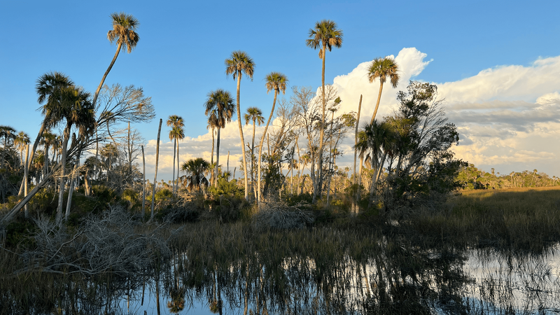 Naturecoaster's tweet photo. People arrive in Florida looking for the beach, but when they arrive in Florida’s Nature Coast, they are often disappointed when told, “We don’t have much beach.” Listen, beachgoers...

https://t.co/PHDx9WZxEK https://t.co/7Lg5qZ1nqF