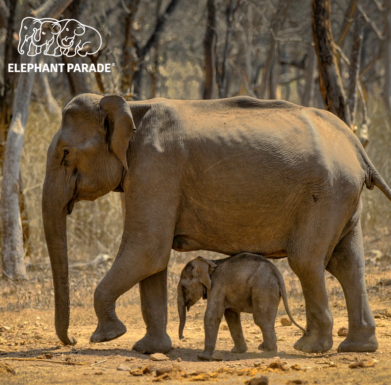elephant_parade's tweet photo. Did you know....Elephants can have babies until they're 50 years old.
#funfactsfriday
📷️ by Gopinath Kollur
#elephantparadefan #elephantfunfacts #facts #funfacts #elephantparade #elephants #elephant #saveelephants #elephantlove #elephantconservation #exhibition #art https://t.co/OULDOwRAN3