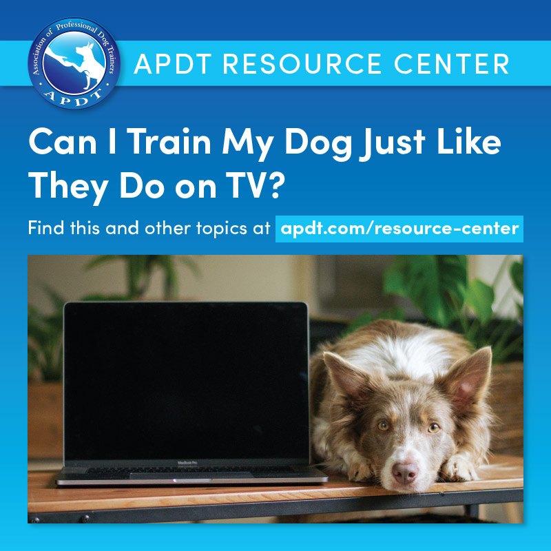 APDT's tweet photo. APDT's Resource Center - Share these articles/videos with your training clients. Can I Train My Dog Just Like They Do on TV? https://t.co/IhjSrqfbLT #APDT https://t.co/0DFzXW75JB