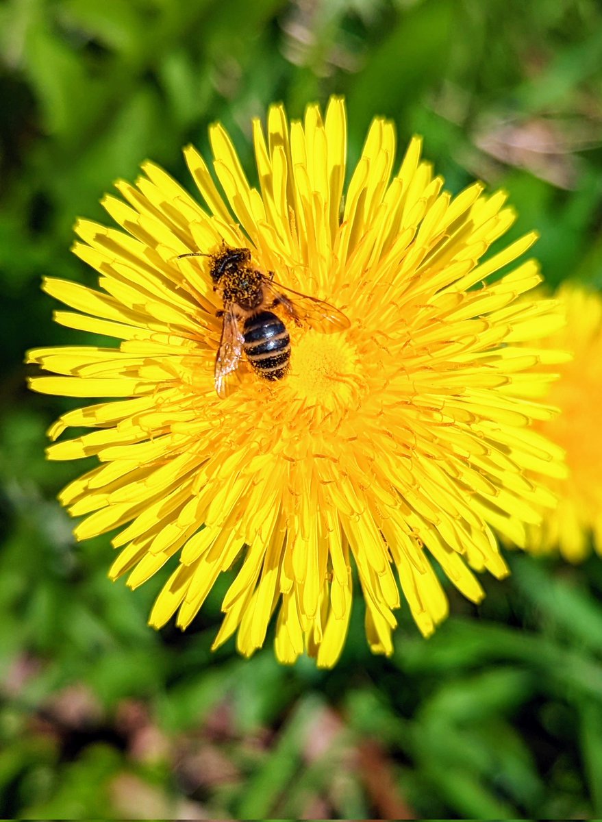WTBBC's tweet image. What's so great about dandelions?

🐝They are BRILLIANT for insects - they're a food source for more than 50 species, including butterflies and bees!

🌞They are absolutely GLORIOUS little bursts of sunshine yellow!

So tell everyone you know and LET THEM GROW! #DefendDandelions