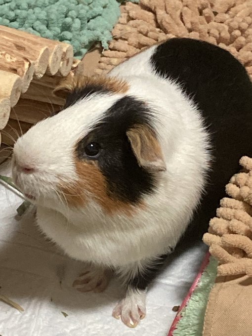 ちょっと前からモルちゃんの近くで横たわってると、添い寝しにきてくれるようになった❤️❤️❤️ 