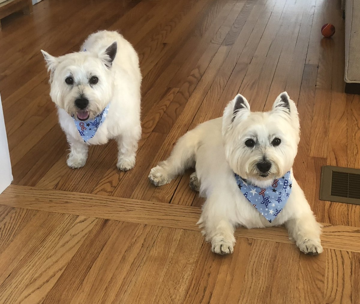 CasterComm's tweet image. We have a different kind if #copilot in our office and they do a lot for our productivity. #DogsofTwittter #PRdogs