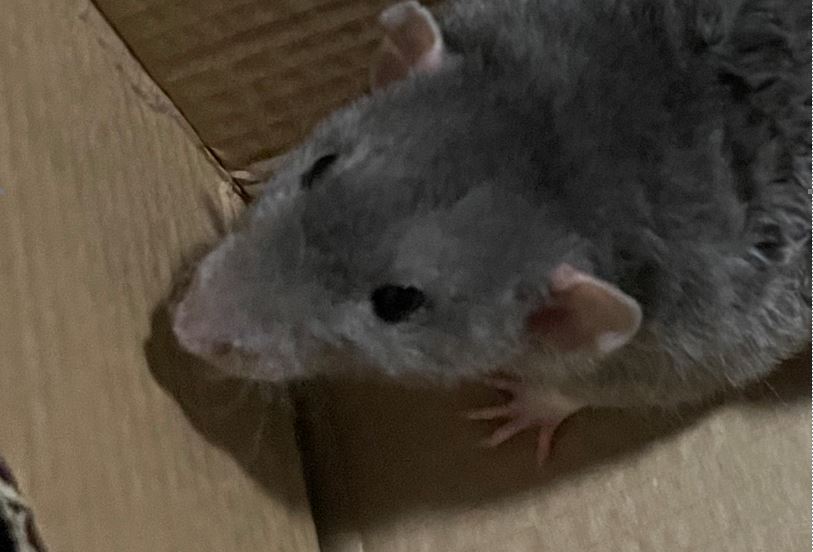 "Rat" it again !! 57 y/o Boston man well known to TPD for causing disturbances w/his pet rat was arrested at #MBTA Oak Grove on 3/16 4PM for threatening folks w/his rat. He also was consuming alcohol/being disorderly/refused the leave. Jerry the Rat was turned over to AC.