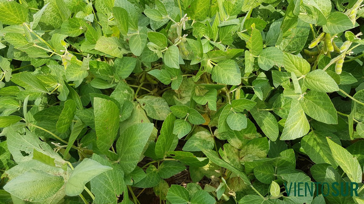 Viento Sur tweet media