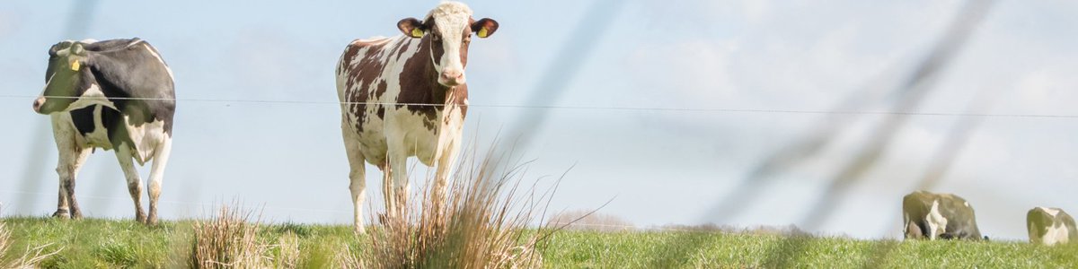 Royal A-ware (@royalaware) on Twitter photo Samen met <a href="/albertheijn/">Albert Heijn</a> en de Beter voor Natuur & Boer melkveehouders verduurzamen we steeds verder. @zegtCLM concludeert dat al 91% van deze melkveehouders in balans met de natuur onderneemt.👉🏼tinyurl.com/yc4rbnw3
#betervoornatuurenboer #natuurinclusief #dierenwelzijn Samen met <a href="/albertheijn/">Albert Heijn</a> en de Beter voor Natuur & Boer melkveehouders verduurzamen we steeds verder. @zegtCLM concludeert dat al 91% van deze melkveehouders in balans met de natuur onderneemt.👉🏼tinyurl.com/yc4rbnw3
#betervoornatuurenboer #natuurinclusief #dierenwelzijn