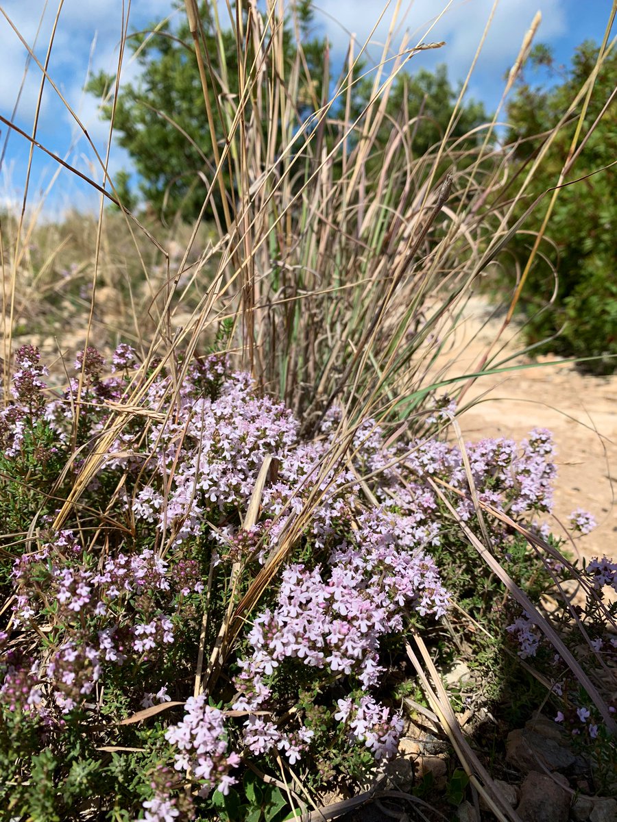 JordiEroles's tweet image. Passejant pel jardí de casa. Aquest ès el país que tinc, que tenim, i és el país que vull preservar, que posi en valor el nostre patrimoni natural, el nostre patromini agrícola i rural #Ribes #RibesDelGarraf #SantPereDeRibes #Garraf #MarinaDelPenedès #Penedès #Catalunya