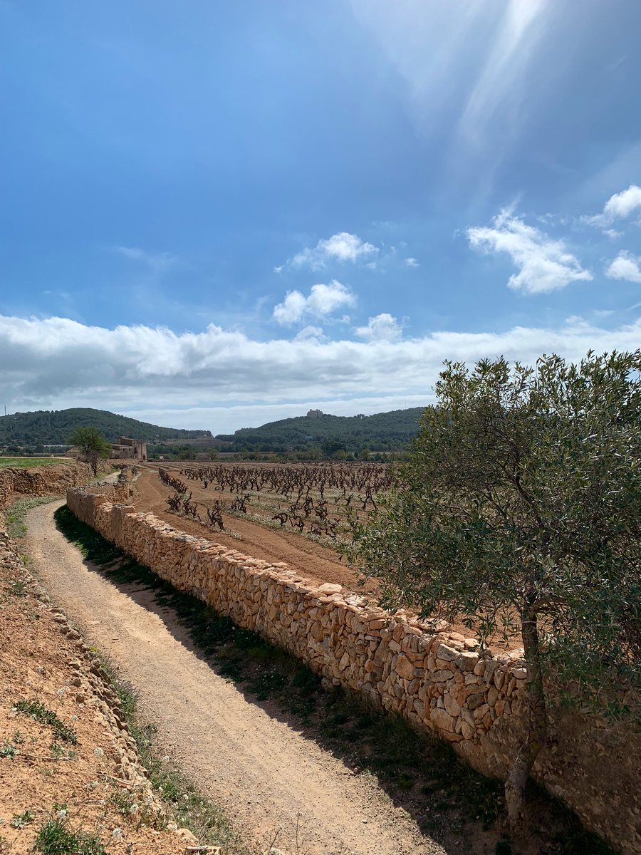JordiEroles's tweet image. Passejant pel jardí de casa. Aquest ès el país que tinc, que tenim, i és el país que vull preservar, que posi en valor el nostre patrimoni natural, el nostre patromini agrícola i rural #Ribes #RibesDelGarraf #SantPereDeRibes #Garraf #MarinaDelPenedès #Penedès #Catalunya