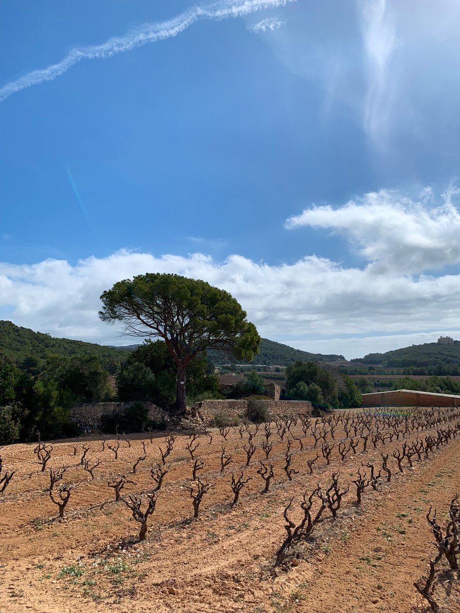 JordiEroles's tweet image. Passejant pel jardí de casa. Aquest ès el país que tinc, que tenim, i és el país que vull preservar, que posi en valor el nostre patrimoni natural, el nostre patromini agrícola i rural #Ribes #RibesDelGarraf #SantPereDeRibes #Garraf #MarinaDelPenedès #Penedès #Catalunya