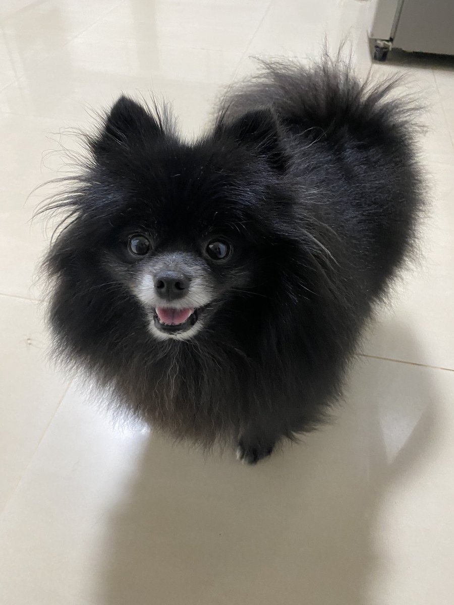 rggassis's tweet photo. @itimaliasof Sarada e seu sorriso cativante! 😁🐶 https://t.co/9j7fPhLegd