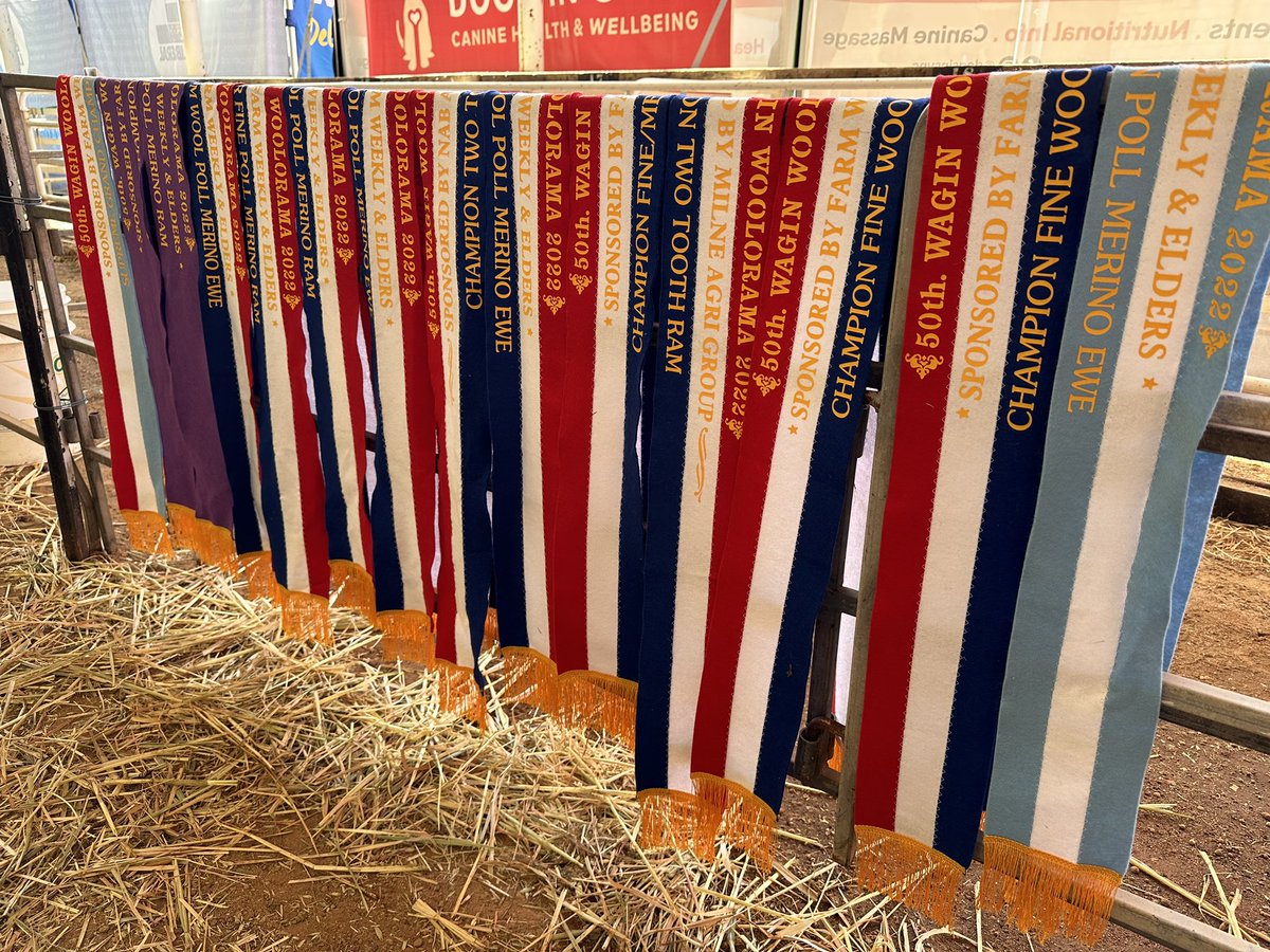 merino_wa's tweet photo. How good was it to be back at Wagin Woolorama this year!
🎉🐑✂️🎉🐑🚜🎉🐑🐄
#agriculture #merinowool #merino #rural #sheepshow #sheep #livestock #woolorama #Wool #genetics #wagin #showring #Congratulations #Merino #work https://t.co/zNO7Tv3xVr