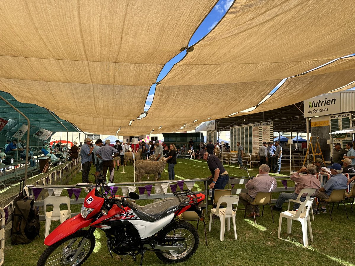 merino_wa's tweet photo. How good was it to be back at Wagin Woolorama this year!
🎉🐑✂️🎉🐑🚜🎉🐑🐄
#agriculture #merinowool #merino #rural #sheepshow #sheep #livestock #woolorama #Wool #genetics #wagin #showring #Congratulations #Merino #work https://t.co/zNO7Tv3xVr