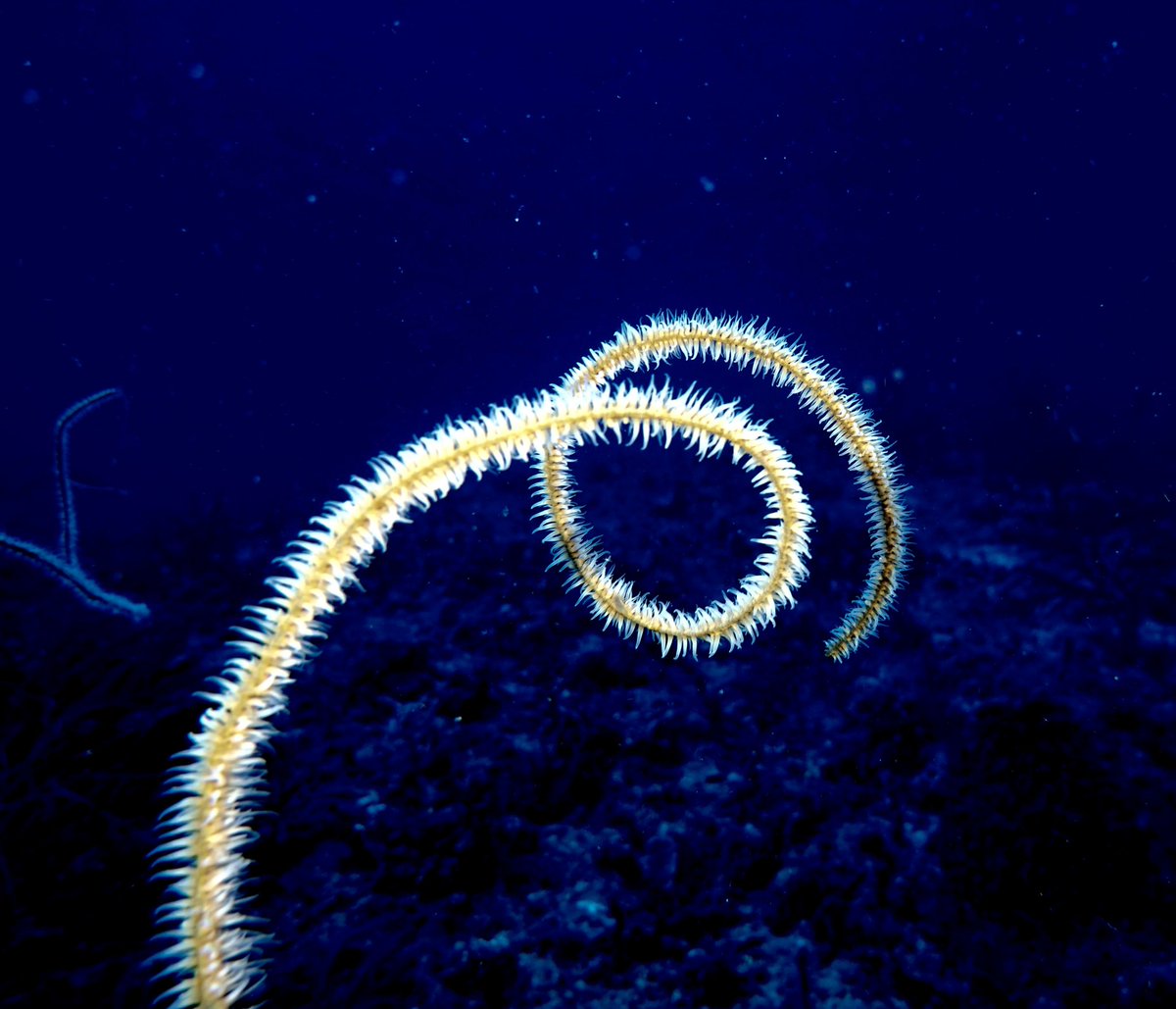 In #mathematics, a #spiral is a curve emanating from a point, moving away and resolving around the point. In cultures all over the world it’s a symbol of #spiritual development, reflected in #sciamanism. Here we see a #mesophotic black #coral showing the beauty of the ocean