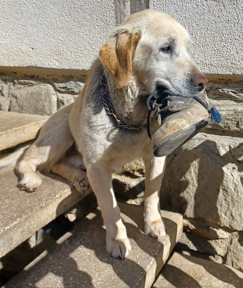 myoldboys's tweet photo. Thief 😅
 #worldoflabs #labradorsareperfect #labradorlover #ラブラドール大好き #itsalabthing #labJack #doglover https://t.co/IOC0gsZF8v
