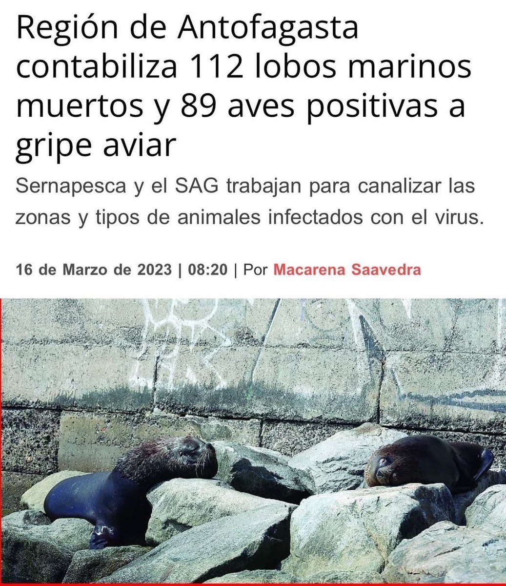 FUENTE SOYCHILE
La gripe aviar sigue cobrando vida en la fauna de la región de Antofagasta. En lo que va del 2023 se contabilizan a 112 lobos marinos muertos en diversos puntos del borde costero, de los cuales 62 de ellos. 
#Antofagasta