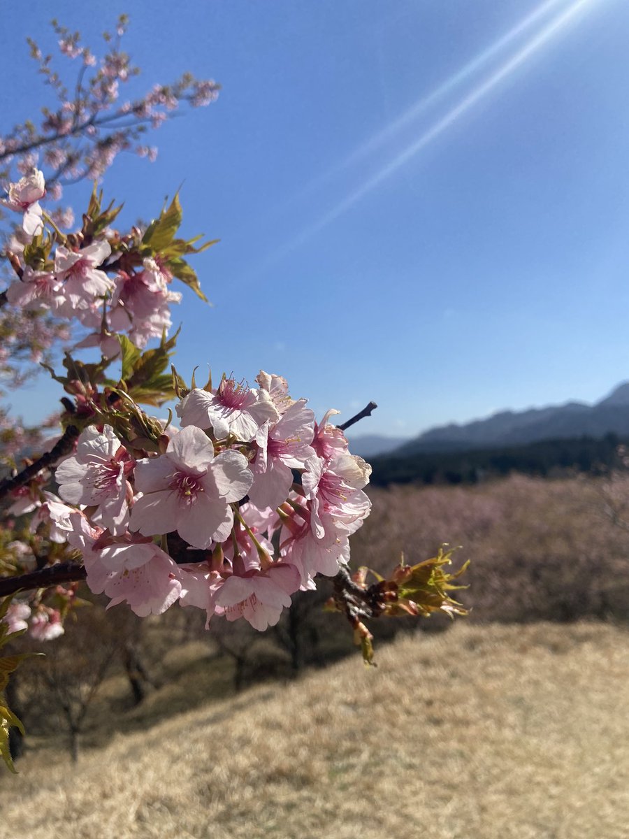 0529ricky18's tweet photo. 種類によっては桜も咲きつつある！
いい季節✨
でも来週天気崩れるって〜。
せっかくのキャンプ計画が…。
来週は泣く泣く断念。
でも意地でもリスケしてキャンプいく。
#camp
#outdoor
#wranglerunlimited
#ラングラー
#キャンプ行きたい https://t.co/UEAmh29Lp9