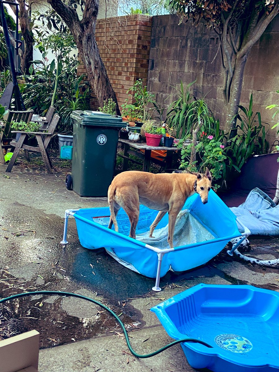 Derek, Blossom, Fred 🌈 & Posy 🌈, Snoot Squad tweet media