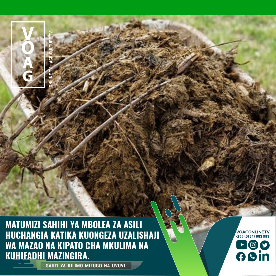 voag_tv's tweet photo. Mbolea za asili kama vile Samadi,mboji huongeza uhifadhi wa hewa ukaa na unyevu katika udongokwa muda mrefu,huboresha muundo na kuongeza rutuba.
@tzagriculture @wizaramifuguvuv @AGRA_Africa  @HusseinBashe @AbdallahKUlega @TanzaniaYara @Kilimobizz #mboleaasili #samadi #mboji  #cdc https://t.co/wNHMJzU2Lg