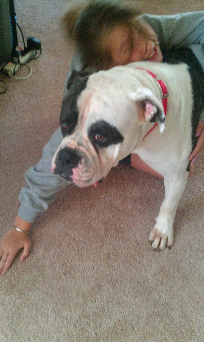 Kaylaraeneves's tweet photo. Leroy Jenkins Neves 
July 6th 2010- March 16th 2023
To an icon, a friend, a pet, a king, a brother, a son, to literally one of the greatest creatures to have been created. Rest in peace and we will meet again. https://t.co/Nj11GmErRW