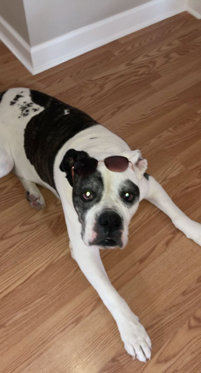 Kaylaraeneves's tweet photo. Leroy Jenkins Neves 
July 6th 2010- March 16th 2023
To an icon, a friend, a pet, a king, a brother, a son, to literally one of the greatest creatures to have been created. Rest in peace and we will meet again. https://t.co/Nj11GmErRW