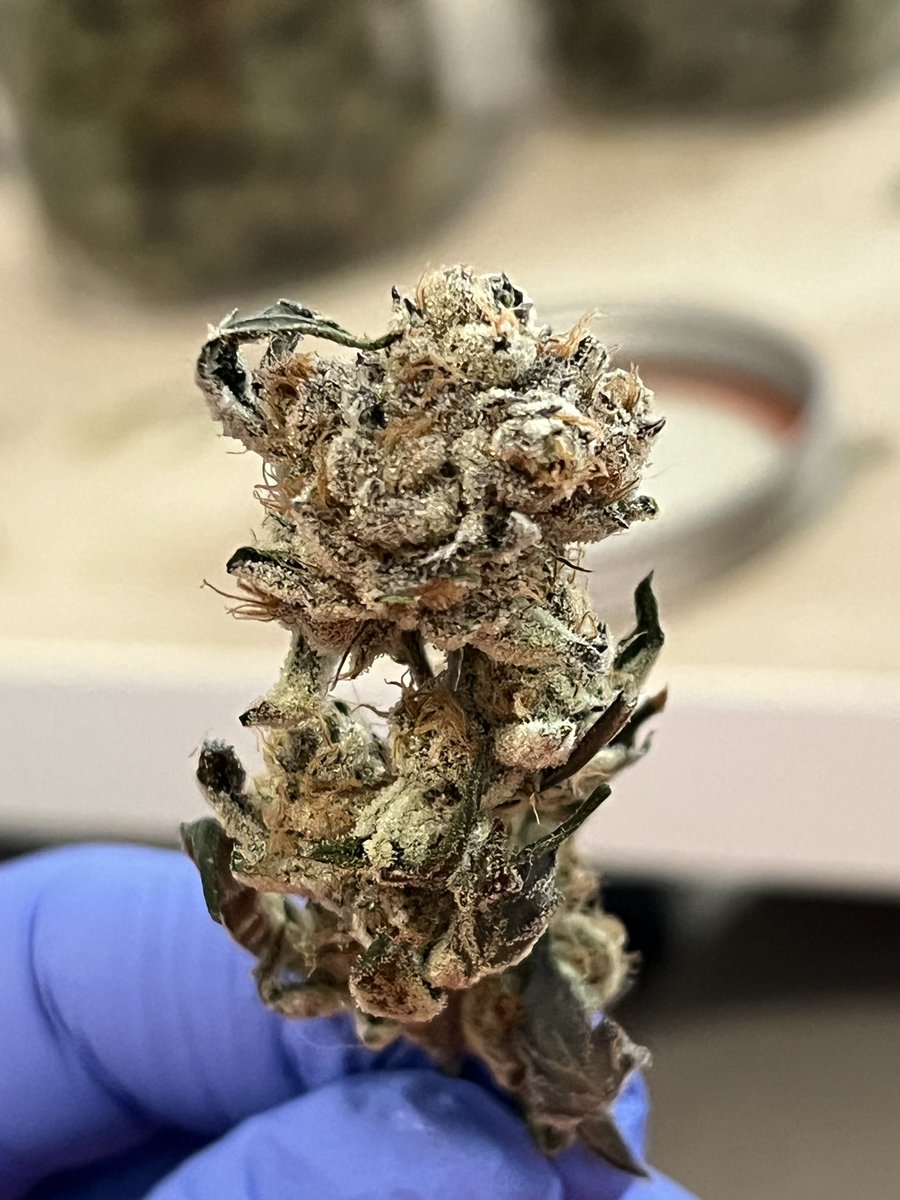 Runtz. 
#growyourown