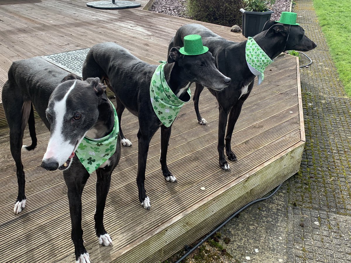 Our #irishgreyhounds Riley, Chasey & friend Daphne want to wish their #houndsoftwitter pals a very happy #StPatrickDay #StPatricksDay2023 #LaFheilePadraig ☘️ 🇮🇪 #AdoptDontShop #greyhoundsmakegreatpets