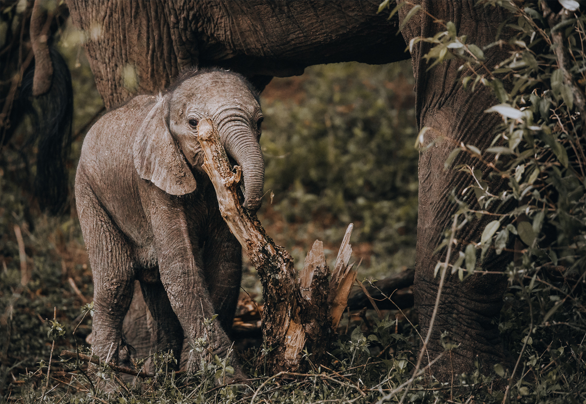 EcoTraining's tweet image. In today's blog, we look at the purpose of a safari field guide and its role in conservation. Think Africa, wildlife and safaris!

Read our latest blog, 'The Purpose of a Safari Field Guide in Conservation', HERE: 👉ow.ly/xRVQ50NjQq6👈

#FGASA #EcoTraining #trainingprovider