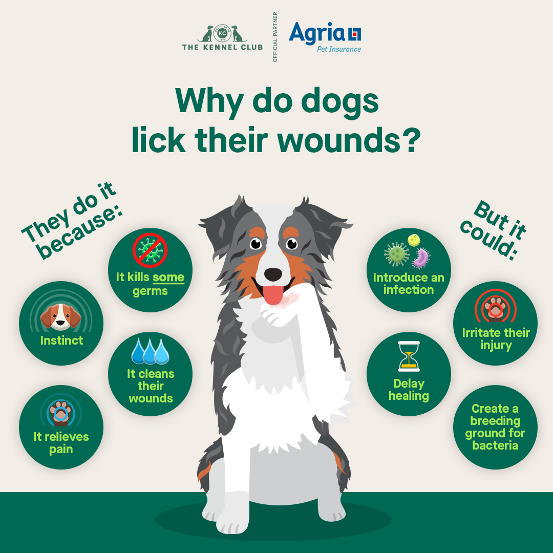 Does Dog Saliva Kill Bacteria