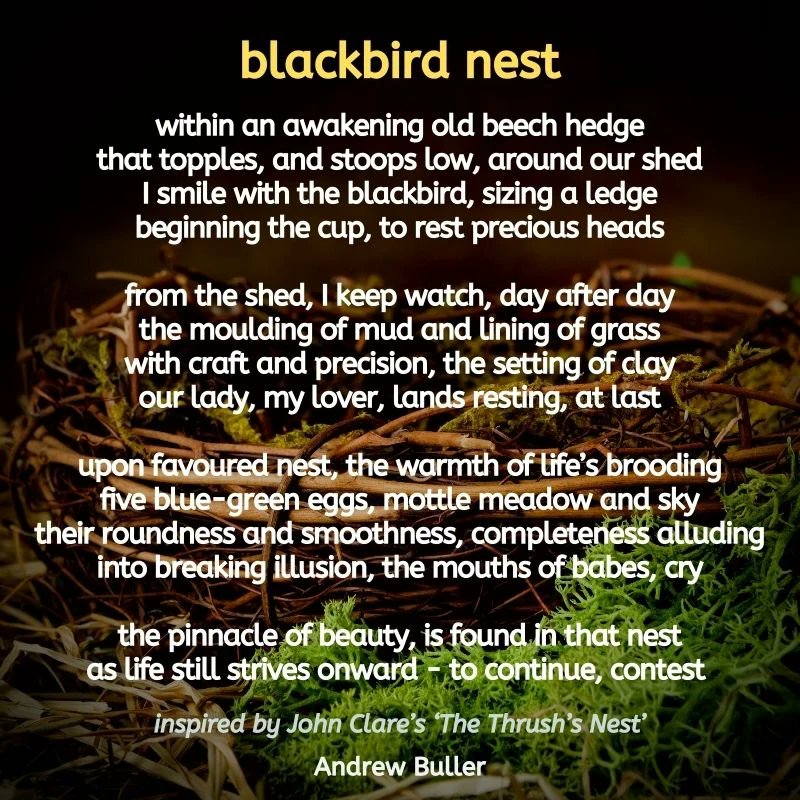 ABullerAuthor's tweet photo. #poetryfriday 

Poem from my new poetry collection Bird's Eye View that is out now...
https://t.co/Cm0GIje79c
https://t.co/bLCwzIWbdL

Narration: https://t.co/gLfzA9yhZn

#birdseyeview #poetrycollection #indiepoetryplease #poetsofinstagram #blackbird #poemoftheday #poetrylovers https://t.co/ADB9fmzgQu