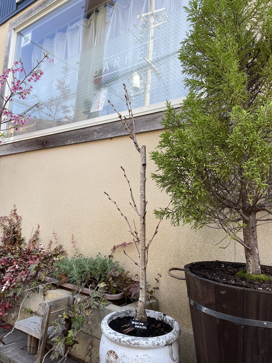 teppan_BARREL's tweet photo. 2本目の桜は、こんな感じ…
こちらは、まだたいぶ猶予がありそう🌸

本日も、17:30より開店です！ https://t.co/bHQ3utN4dt