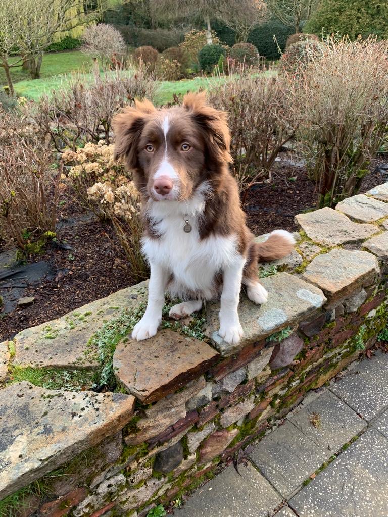 Hi. Buddy here. Mum says  I am nearly 6 months now so I’m jumping on the wall like my sisters do. #bordercollies #dogsontwitter #newtricks