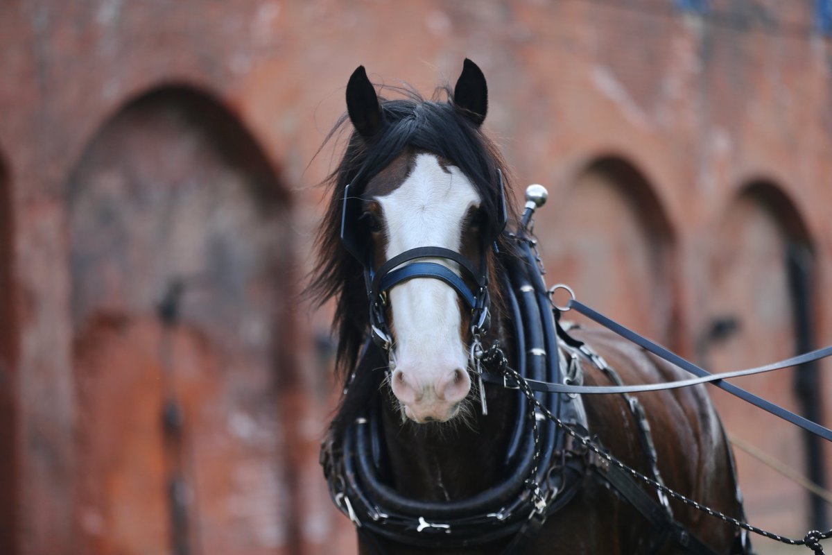 EquipassionUK's tweet photo. @OpCentaur Shire Horses William &amp; Joey harrowing the moat meadows at Tower of London  #RealHorsePower #HorsesInLondon 
@TowerOfLondon @HRP_palaces 🏰🐴🐴🌱🌸 https://t.co/N9pJjebdMD