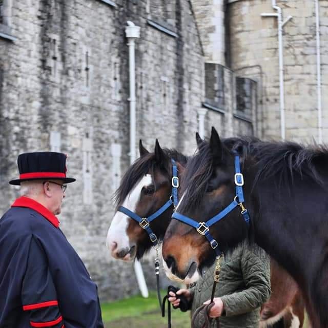 EquipassionUK's tweet photo. @OpCentaur Shire Horses William &amp; Joey harrowing the moat meadows at Tower of London  #RealHorsePower #HorsesInLondon 
@TowerOfLondon @HRP_palaces 🏰🐴🐴🌱🌸 https://t.co/3z4MCcG2X6