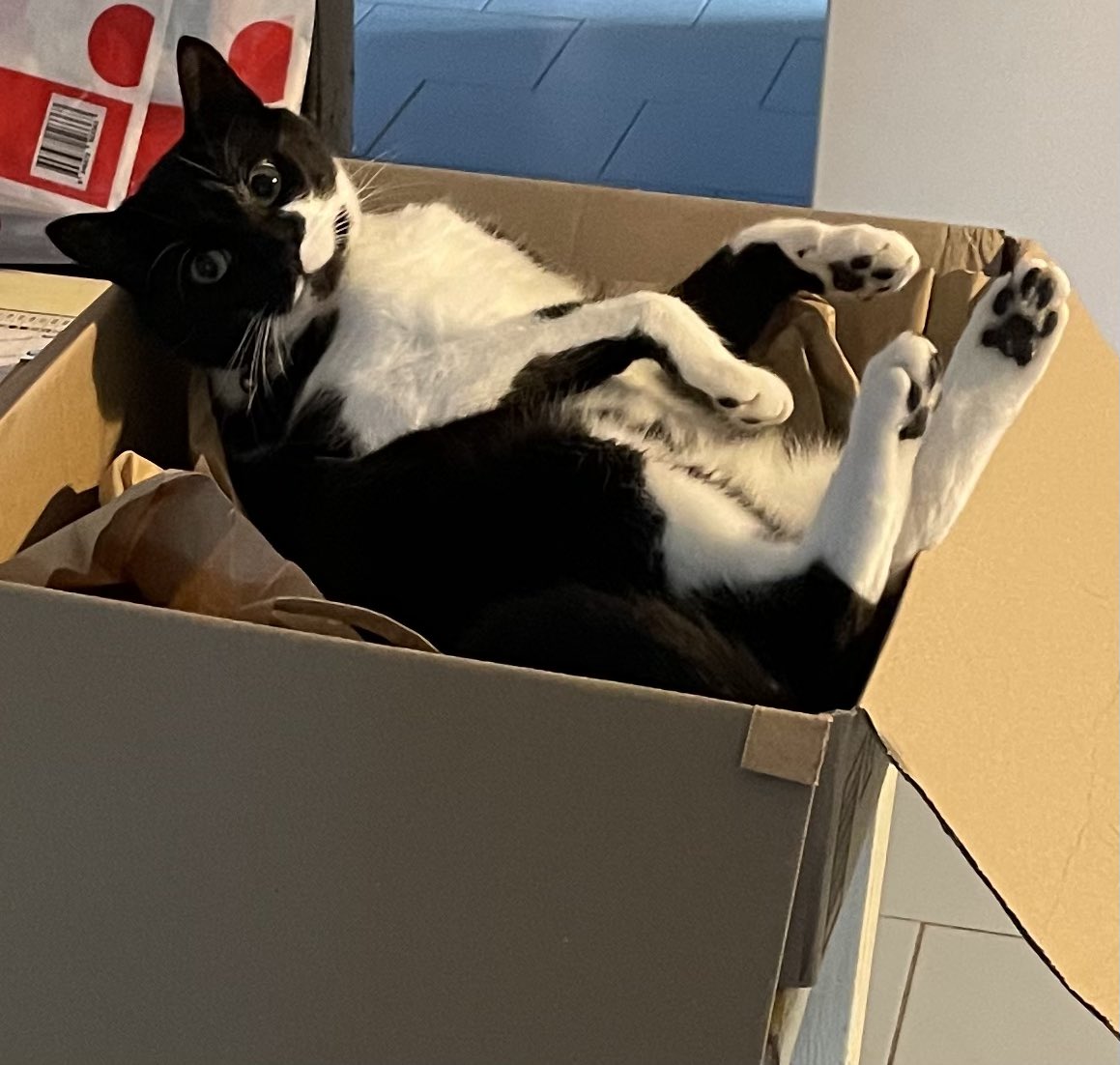 MissyElsie's tweet photo. Donβting minded mes. Mes juste an littol cate lownging in hers favrite boks. #CatsOfTwitter #CatsOnTwitter #AussieCat #ThoughtsOfCat #Tuxie #TuxedoCat #cute Dis an BOX #Hedgewatch maybee? https://t.co/Y8EBEDYZ7M