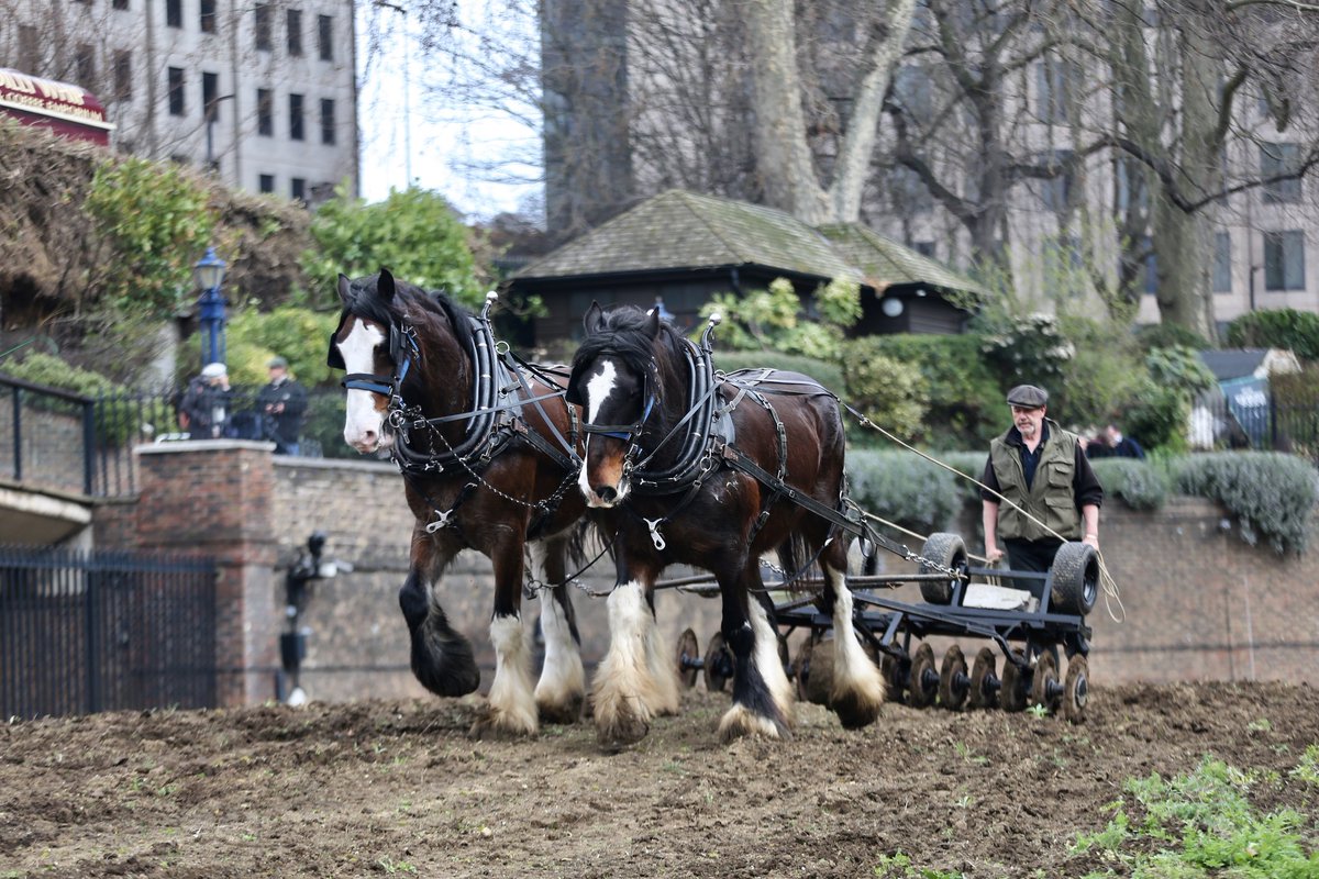 EquipassionUK's tweet photo. @OpCentaur Shire Horses William &amp; Joey harrowing the moat meadows at Tower of London  #RealHorsePower #HorsesInLondon 
@TowerOfLondon @HRP_palaces 🏰🐴🐴🌱🌸 https://t.co/6ku9WWk8Cw