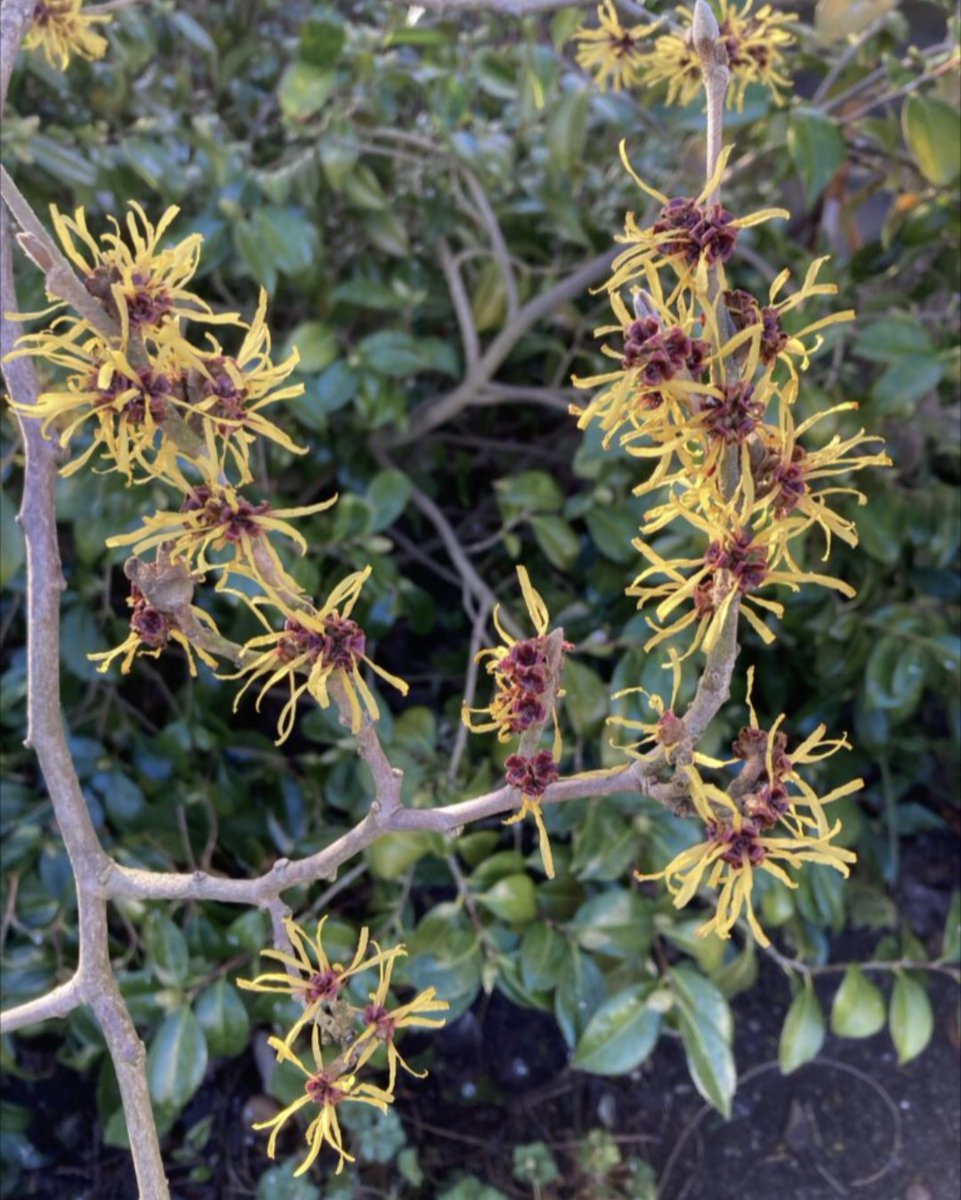 Buy your tickets now for our Spring Plant Fair &amp; Open Garden at Ramsden Farm, Tenterden 26th April 10am to 3pm. Visit this charming garden &amp; purchase from specialist plant nurseries. 
#garden #plants #shopping 
Visit our website to purchase your tickets
gardeningwithdisabilitiestrust.org.uk/get-involved/o…