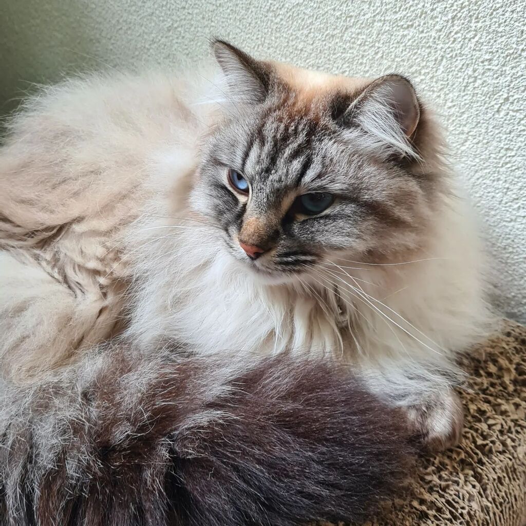 NuggetKiwi's tweet photo. Kiwi gave us such a scare, her metatarsal bones in her hind leg/paw are dislocated. I think she fell 🥺 had to call 6 vets to get an appointment and now have to wait for an orthopeed 😔 #cats #catsoftwitter #ragdolls #cute https://t.co/O5qOjRG1MK https://t.co/aMpzvgA5oM
