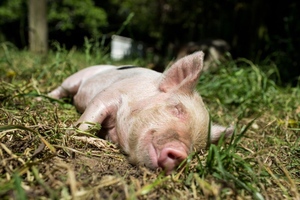 kuhteilen's tweet photo. Wusstest du, dass in der Schweiz jährlich rund 5000 Tonnen Frischfleisch zu Biogas verarbeitet wird? Dabei handelt es sich um eine Überproduktion, fix-fertig für den Verkauf verpacktes Fleisch aus dem Verkaufsregal, das nicht verkauft wurde. https://t.co/b1ruSDAbSD