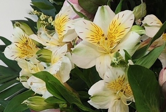 Paljon puhutaan hankehumpasta negatiiviseen sävyyn. Tänään oli koolla ammatillisen koulutuksen Opiskelijan äänellä -hanke, jota koordinoi <a href="/SDO_kampukset/">SuomenDiakoniaopisto</a>. Verkostot, yhteiskehittäminen ja ideoiden jakaminen ovat tärkeitä. Tämä lisää toimijoiden työhyvinvointia ja yhteisöllisyyttä.