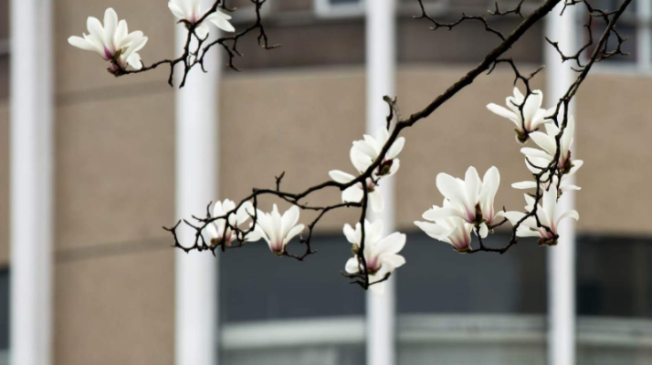 iXiaoshan's tweet photo. #Spring has arrived in #Xiaoshan and neighboring areas, bringing with it colorful blossoms! From March to April, make sure to check out our guide for the best #flower-viewing spots.🌸🌷🌼 @SceneryofChina
#DakaChina #WowSpots #SpringInXiaoshan
#FlowersOnFriday https://t.co/HhSJSynoQW
