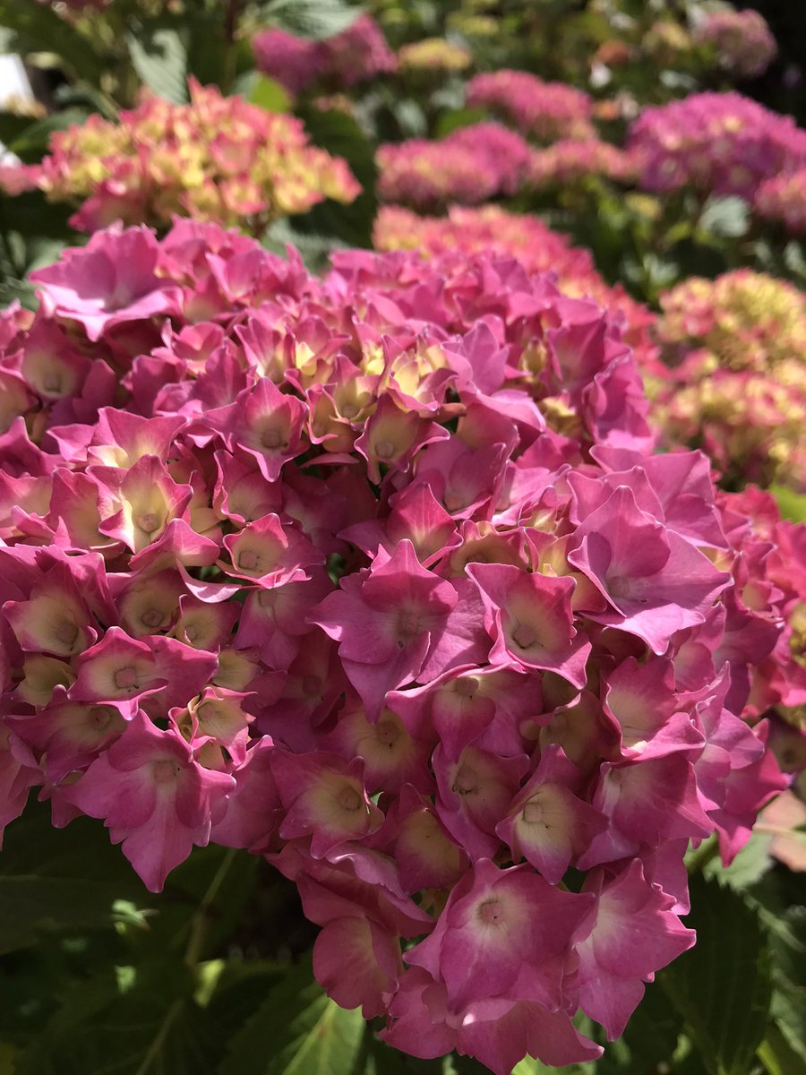 Somewhe07814641's tweet photo. A #GoodMorningGardeningTwitter and happy #FlowersOnFriday with a burst of hydrangeas taken last July. #fridaypink #pinkappreciation #hydrangealove #GardeningTwitter https://t.co/Jrtftk42Lz