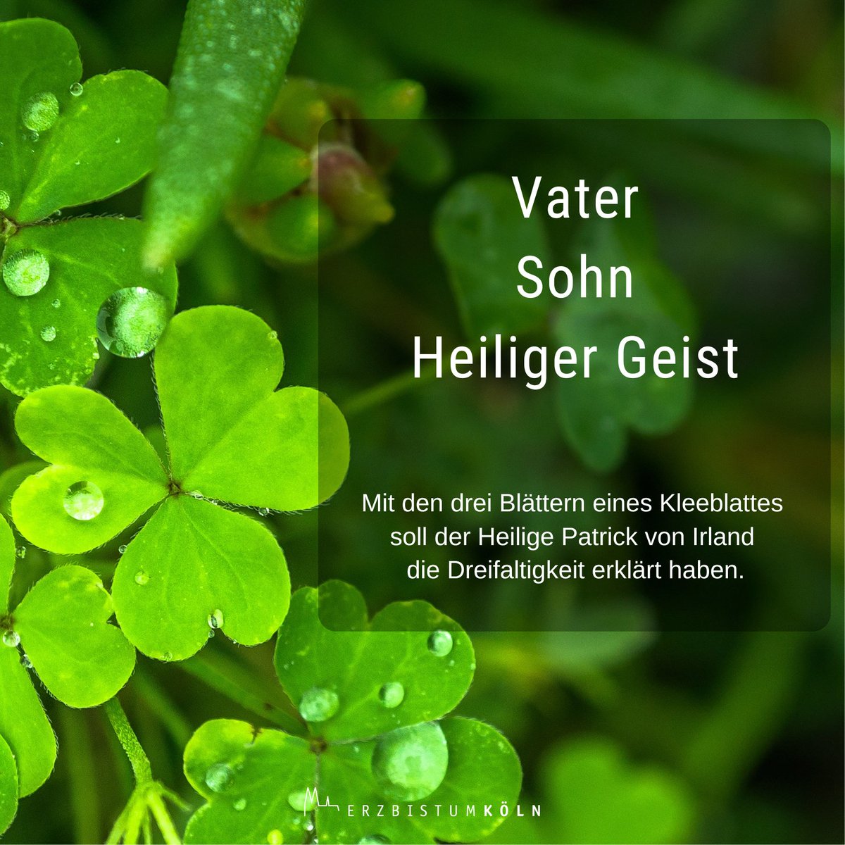 Erzbistum_Koeln's tweet photo. +++ Dreiblättriges Kleeblatt? ☘ Zum Glück! +++
Der Heilige Patrick von #Irland soll mit den drei Blättern die #Dreifaltigkeit erklärt haben. So wurde das #Kleeblatt zu einem irischen Nationalsymbol. 🇮🇪
#StPatricksDay #StPatrick #StPatrick2023 https://t.co/i49wcMPNzV