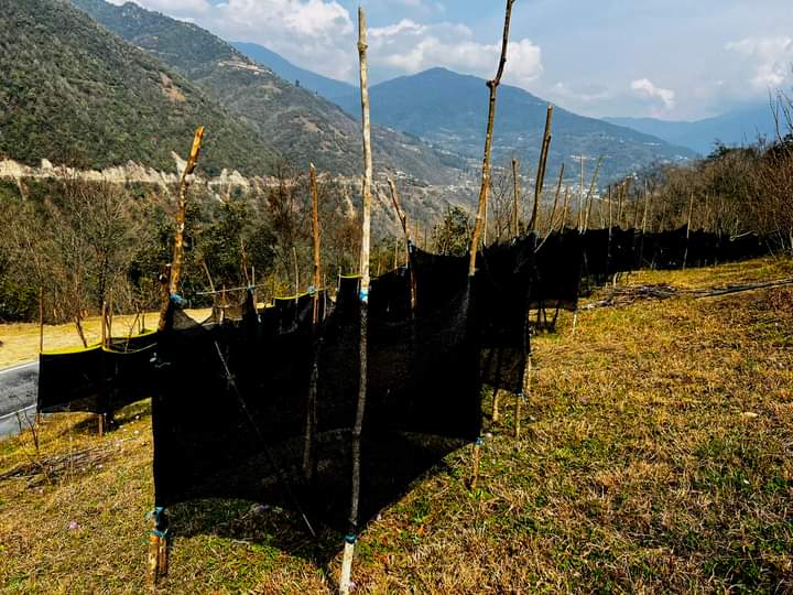 TodayBhutan's tweet photo. 𝐏𝐫𝐨𝐭𝐞𝐜𝐭𝐢𝐧𝐠 𝐧𝐞𝐰 𝐇𝐚𝐳𝐞𝐥𝐧𝐮𝐭 𝐠𝐫𝐚𝐟𝐭𝐬 𝐰𝐢𝐭𝐡
𝐈𝐧𝐝𝐢𝐯𝐢𝐝𝐮𝐚𝐥 𝐓𝐫𝐞𝐞 𝐅𝐞𝐧𝐜𝐢𝐧𝐠
By Phurpa Wangmo
https://t.co/HCMamz38wm
#Bhutan #bhutantoday #hazelnut #fancing #climatechange https://t.co/i90ZuDP5aG