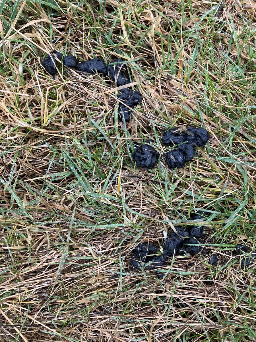 Can anyone help me ID the #scat in my field? Seems to be quite common across the field <a href="/louise_gentle/">Louise Gentle</a> any ideas?