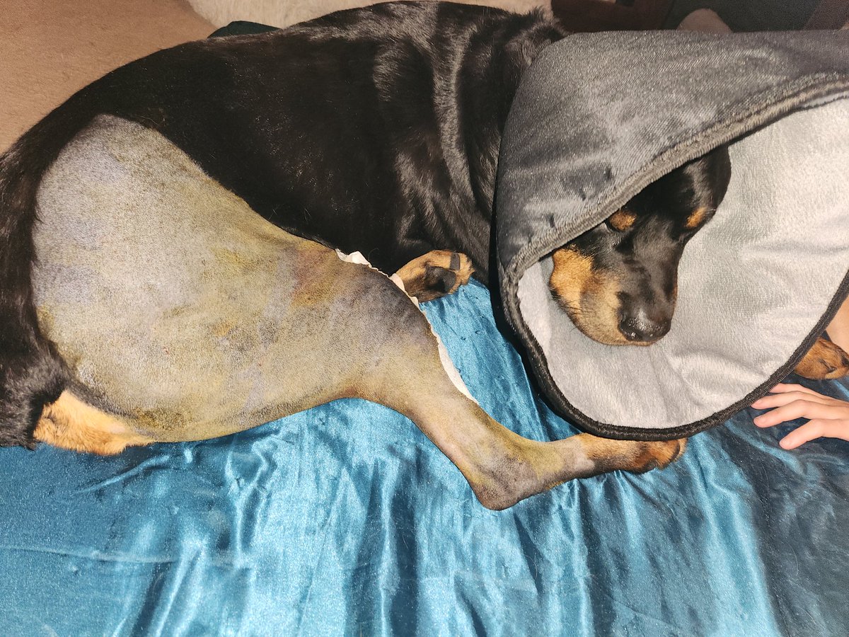 I'll likely not be able to stream tomorrow. Tugboat is doing very well but still needs to be within arms reach. 

I'll keep you all informed as soon as I get time to broadcast.