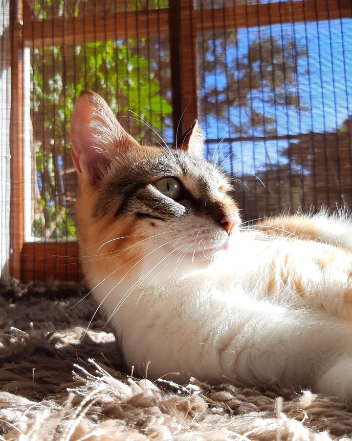 kitcatpuzzle's tweet photo. When the human is fetching you a treat while you laze in the sun, you know their training has progressed well this week 😸🙏
Perhaps next week we'll start on second breakfasts😼🍽
#lazycat #smilingcat #catlife #howtotrainyourhuman #happycat https://t.co/7zTB6ICaJC https://t.co/qJ6Ukk5qYm