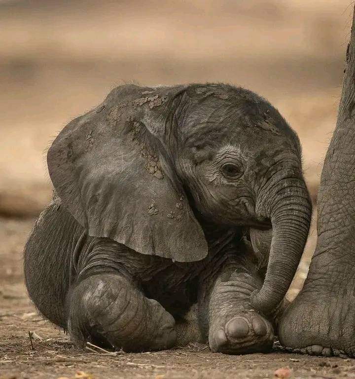SO CUTE BABY ELEPHANT 🥰🐘💗
#nature #wildlifephotography #wildlife