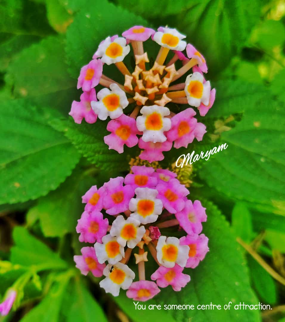 meera87367's tweet photo. @dhaboy01 https://t.co/80ETZ1ljRe